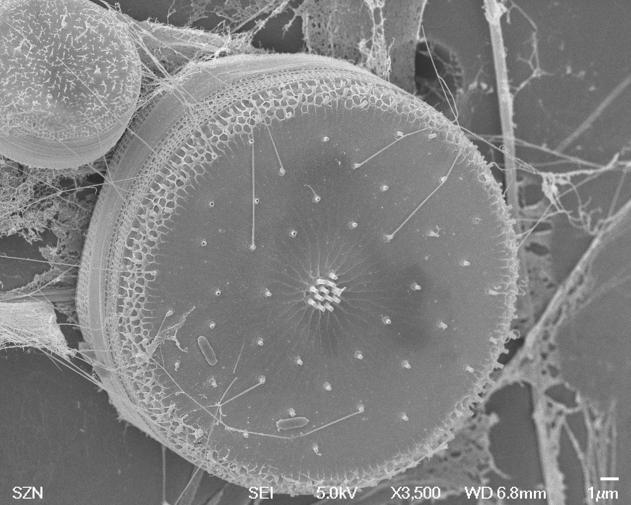 Foto 1 Ecologia Microbica