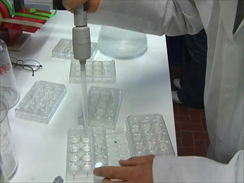 Allestimento di un esperimento di incubazione di copeodi in presenza di estratti o molecole da microalghe