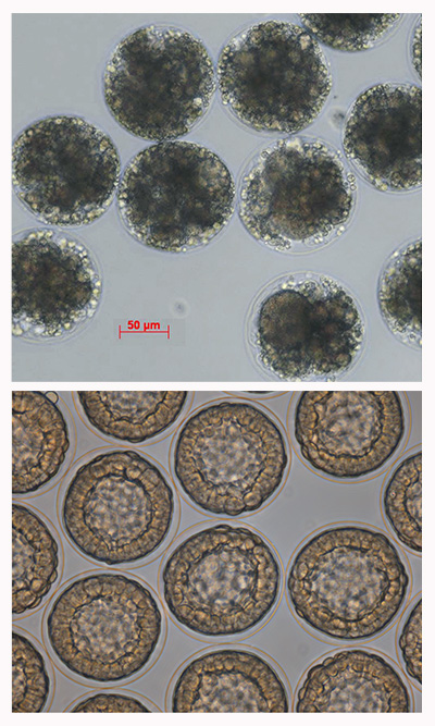 Nella figura in alto (A) sono riportati embrioni di riccio di mare trattati con estratti di diatomee.
Nella figura inferiore (B) si osservano embrioni di controllo allo stadio di «early» blastula.