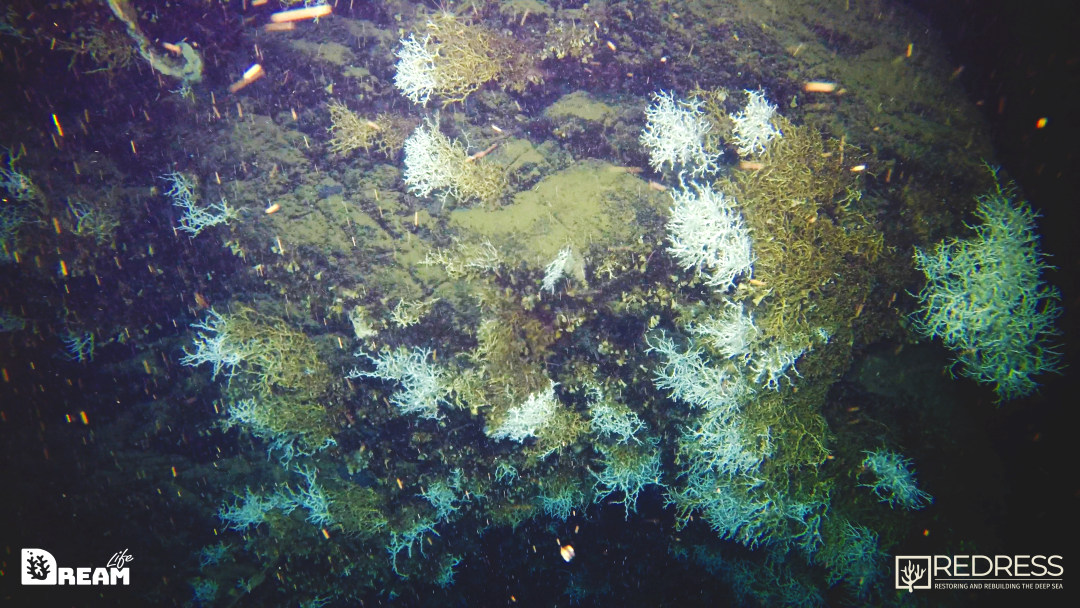 DEM25 ROV45 1