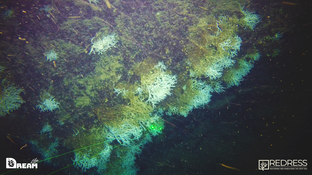 DEM25 ROV45 2