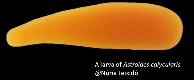 larva Astroides