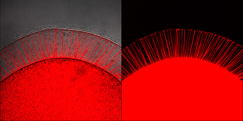 Formazione di spikes visualizzate con il dominio PH della PLC1 nello spazio vitellino di un uovo di stella di mare in seguito ad attivazione