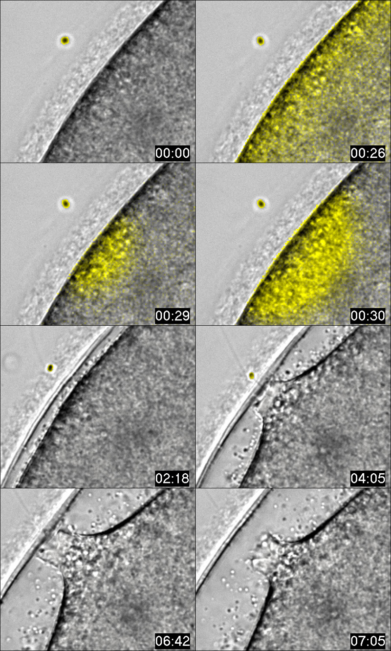 The fertilizing sperm (yellow circle) interaction at the jelly coat on the surface of a starfish egg triggers Ca2+ increases (yellow fluorescence) through the acrosomal filament which is visible at 04:05. Detailed view of the sperm entry site  during fertilization
